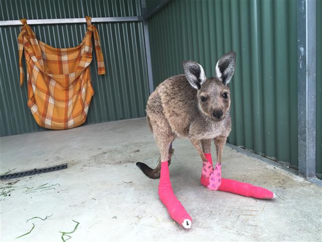 Gabby the Kangaroo